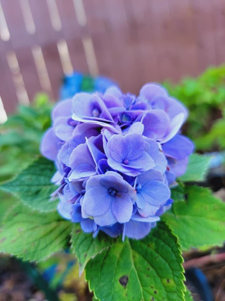 Hydrangea ‘The Original’