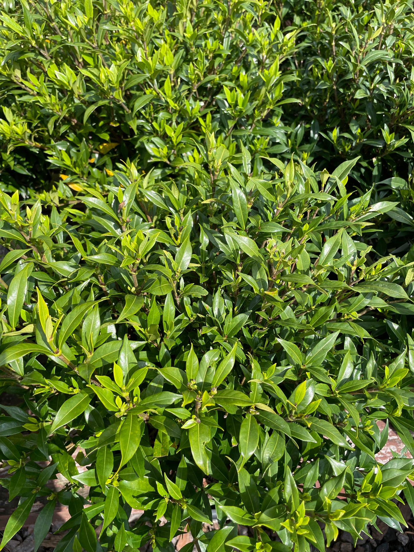 Gardenia ‘Radicans’