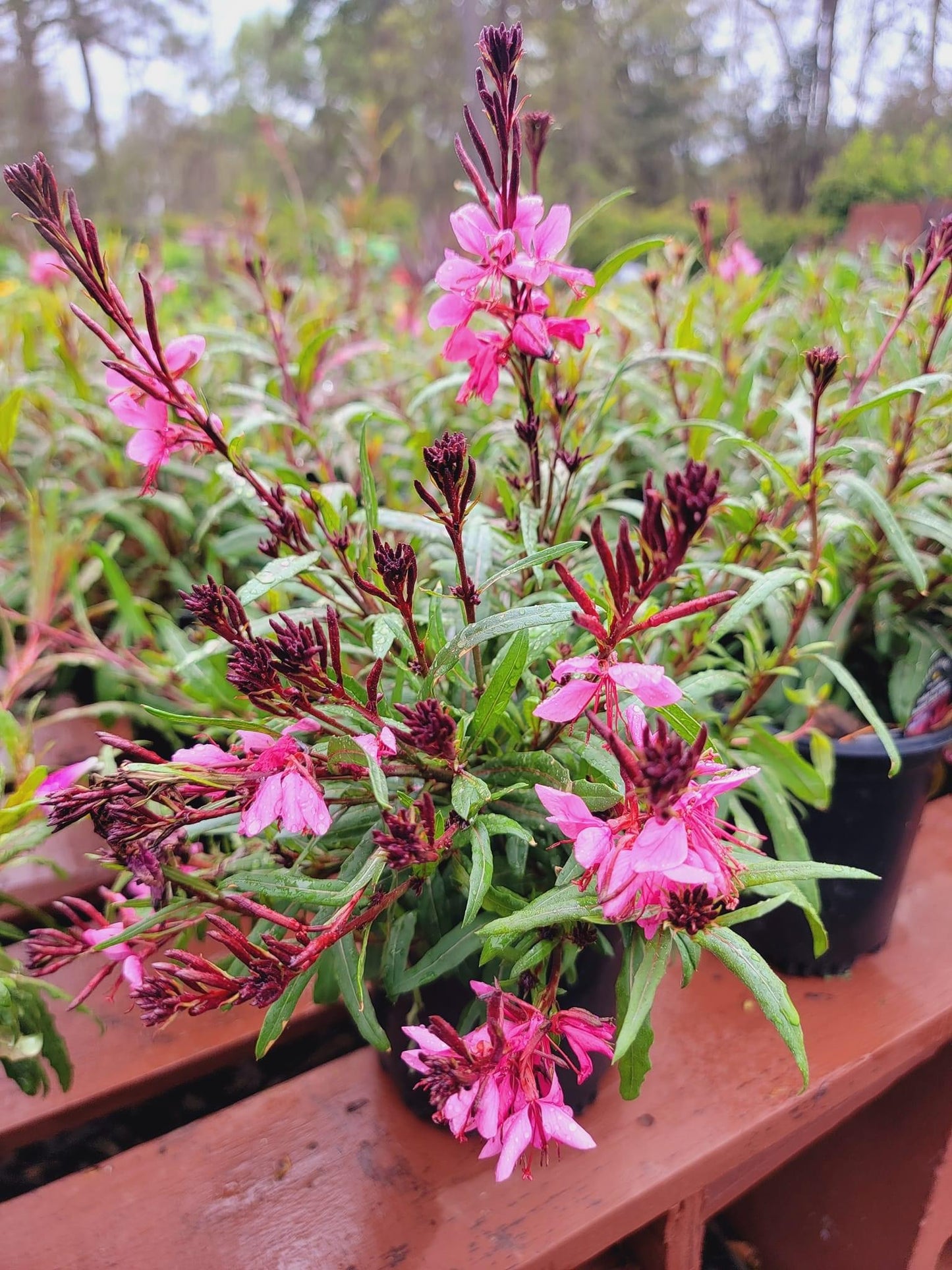 Gaura Lindheimeri