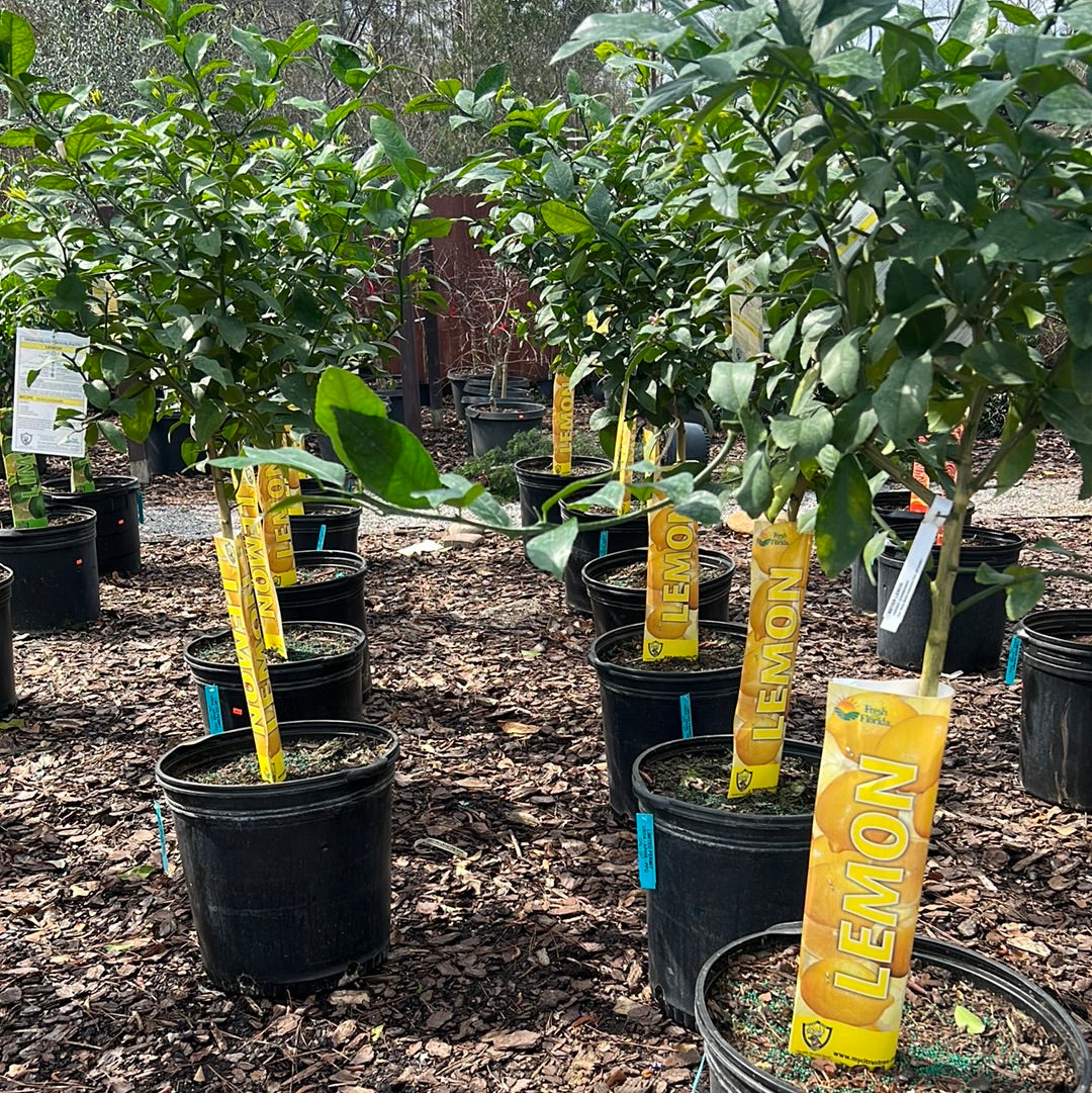 Meyer Lemon Tree