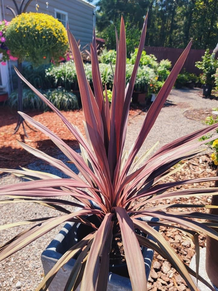Red Star Cordyline