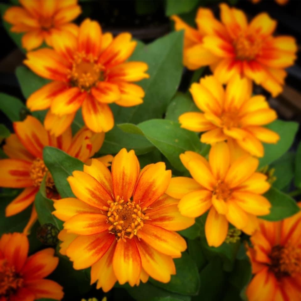 Zinnia