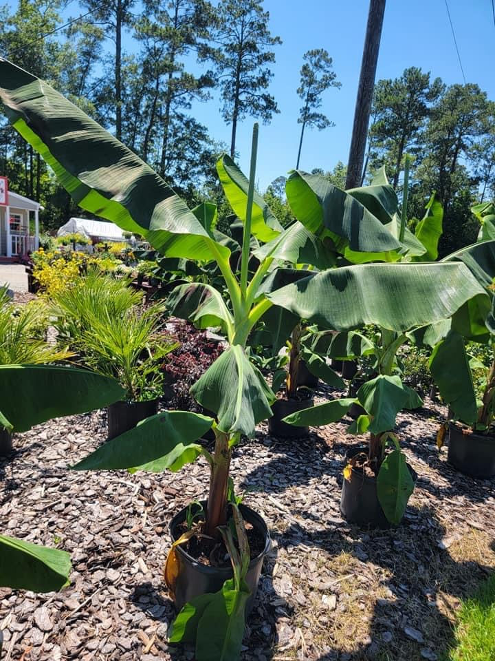 Banana Tree