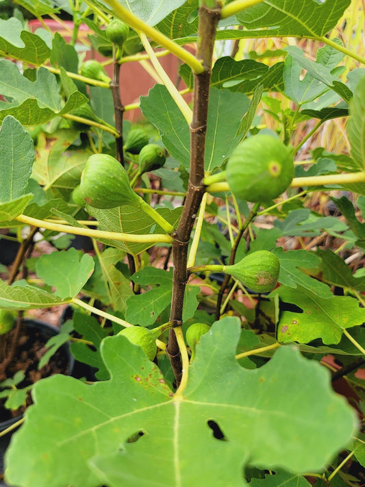 Fig Tree