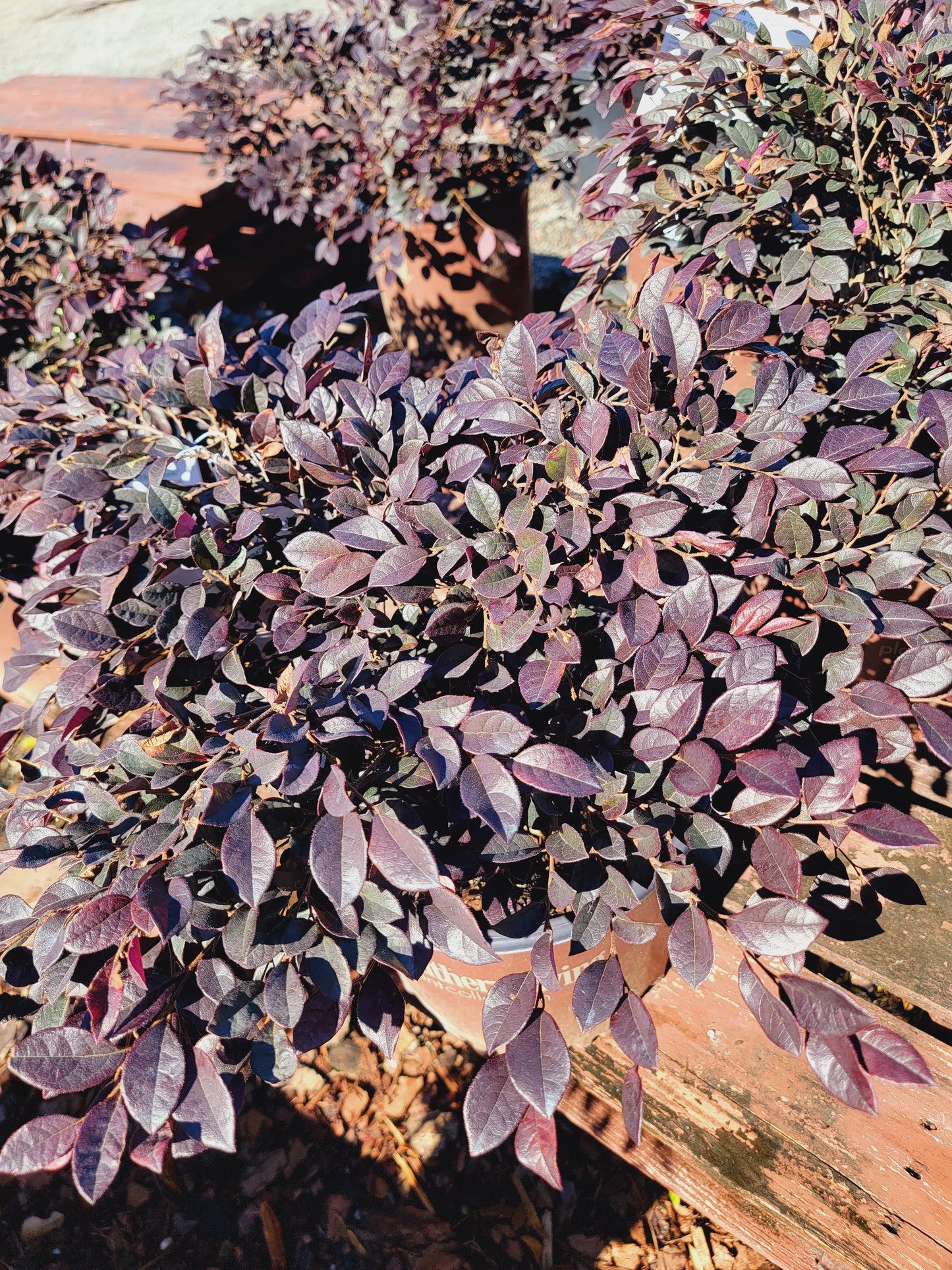 Loropetalum ‘Purple Daydream’