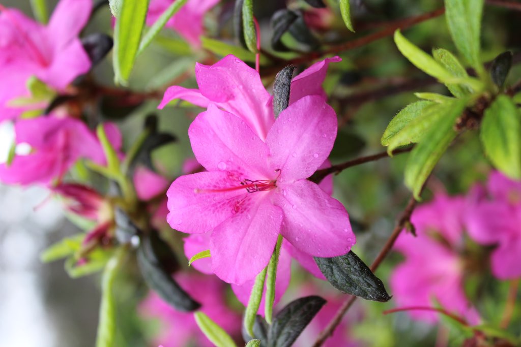 Azalea encore ‘Amethyst’