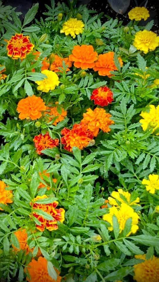 Marigolds