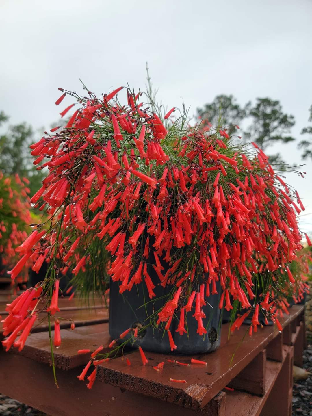 Firecracker plant