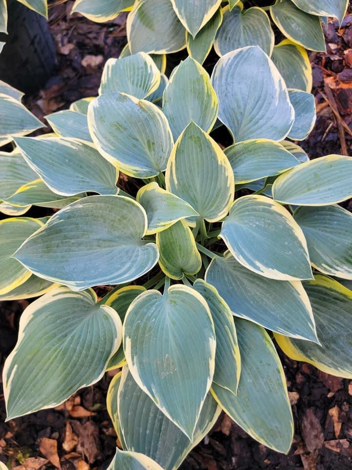 First Frost Hosta