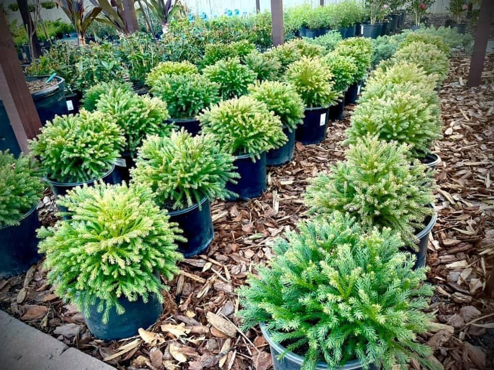 Cryptomeria Globosa Nana