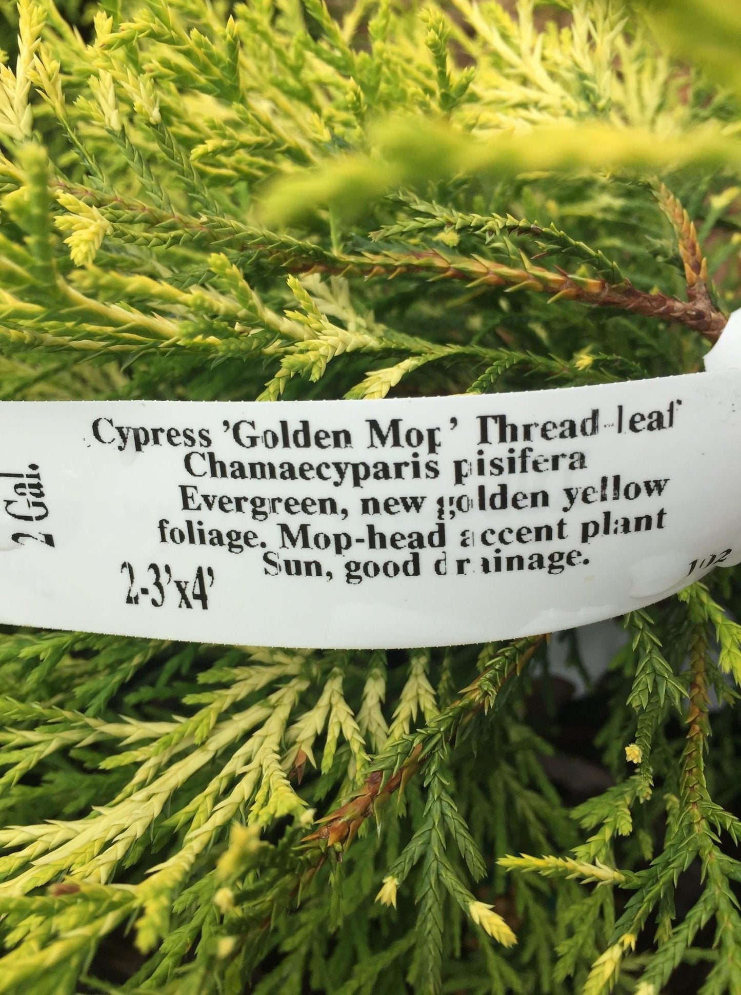 Chamaecyparis ‘Gold mop’