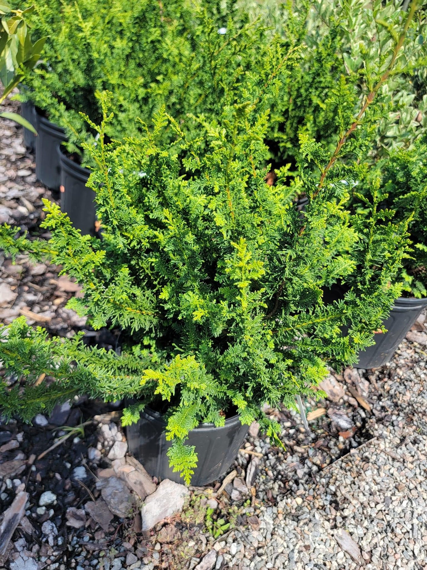 Chamaecyparis ‘Fernspray’