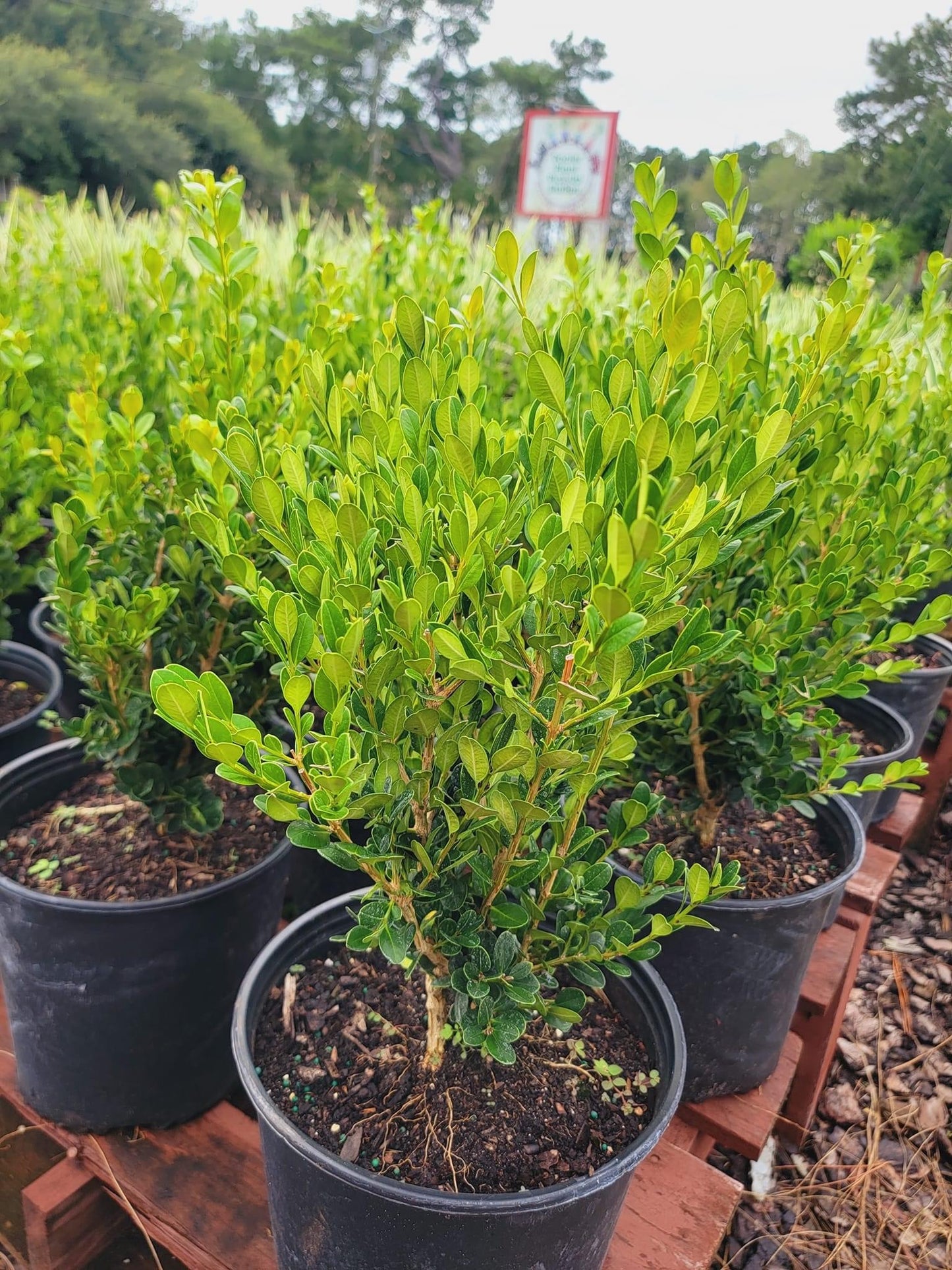 Wintergreen Boxwood