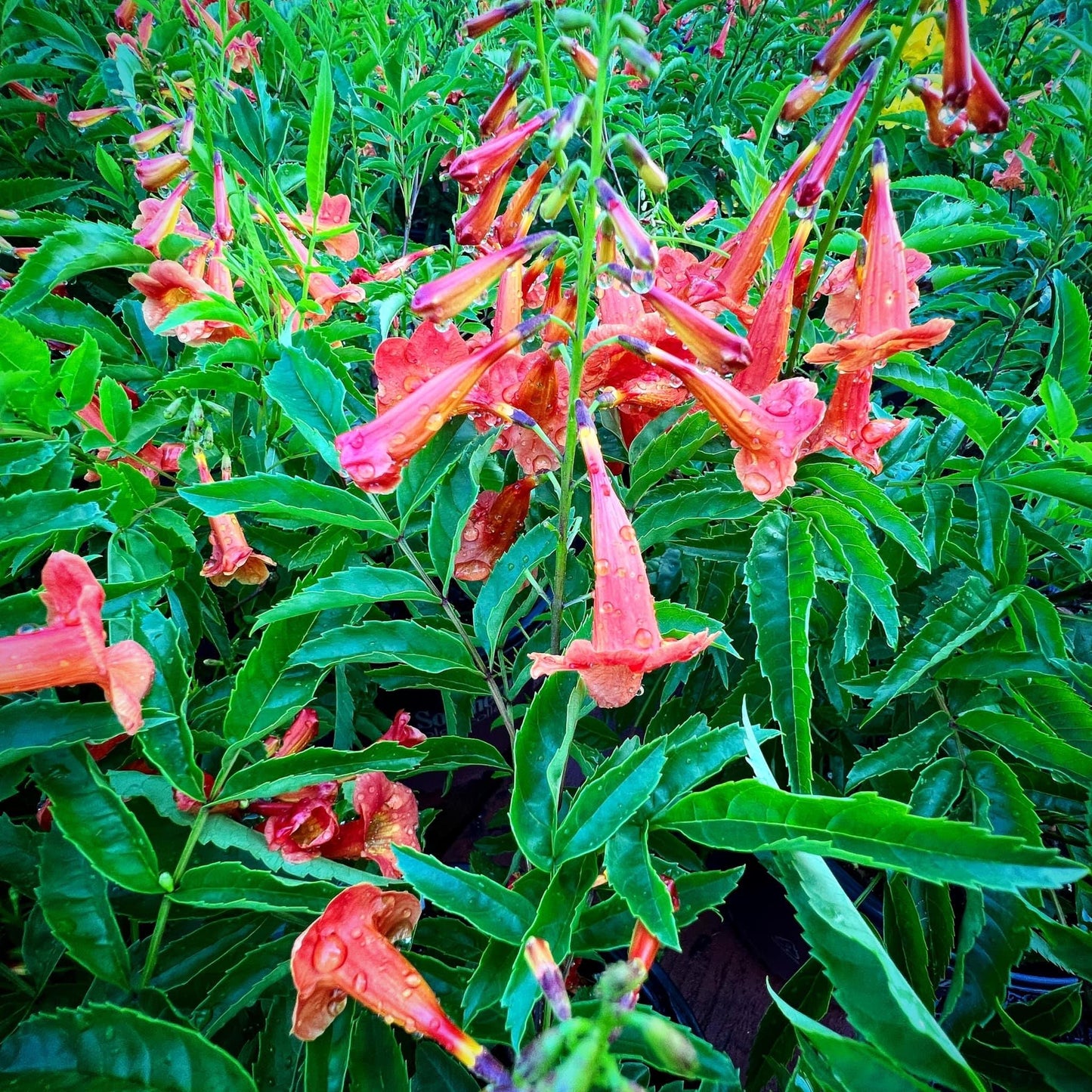 Tecoma ‘Bells Of Fire