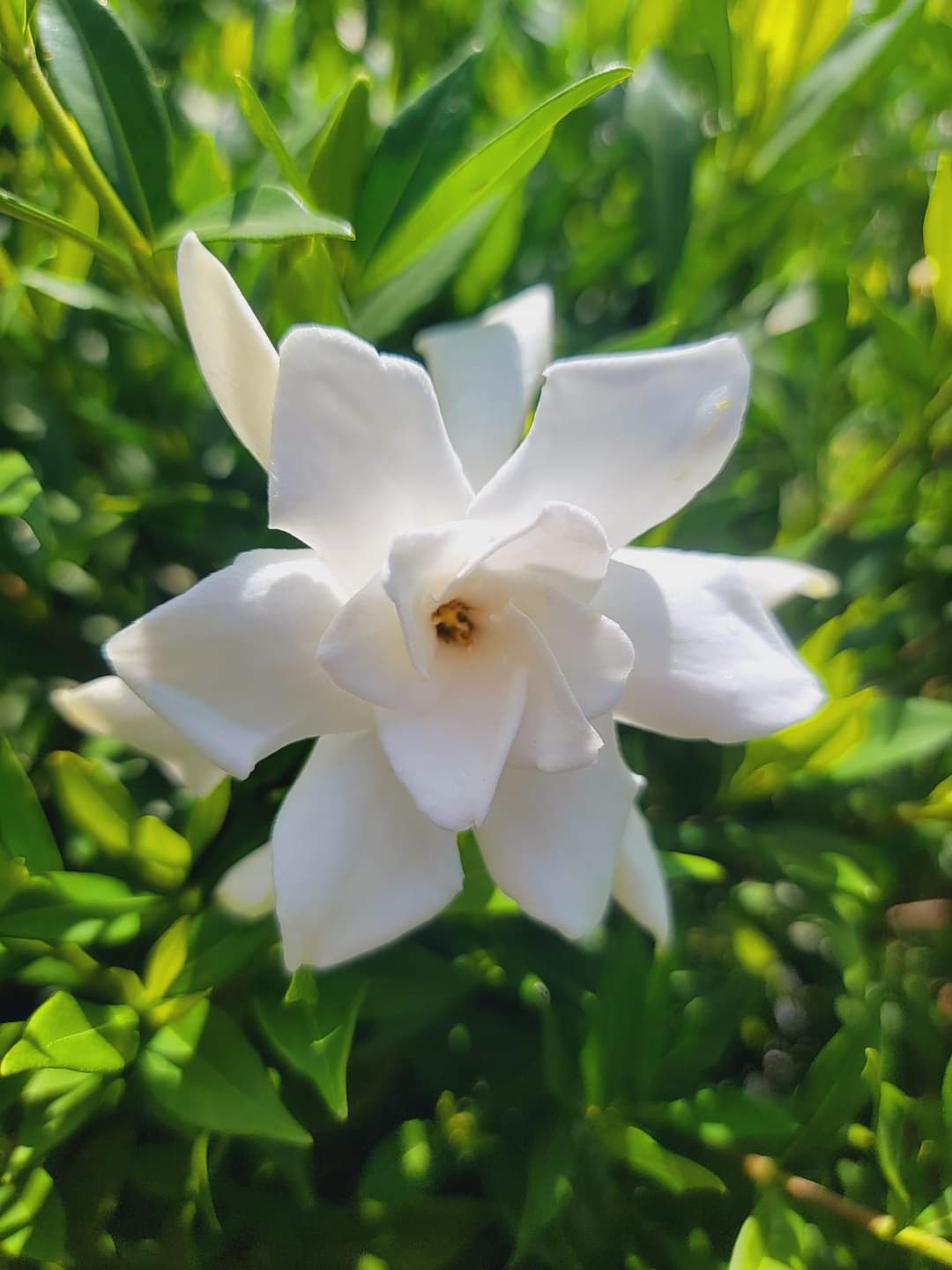 Gardenia ‘Frostproof’