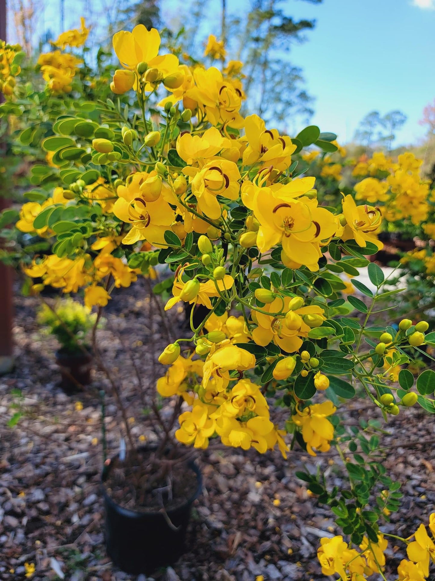 Cassia tree