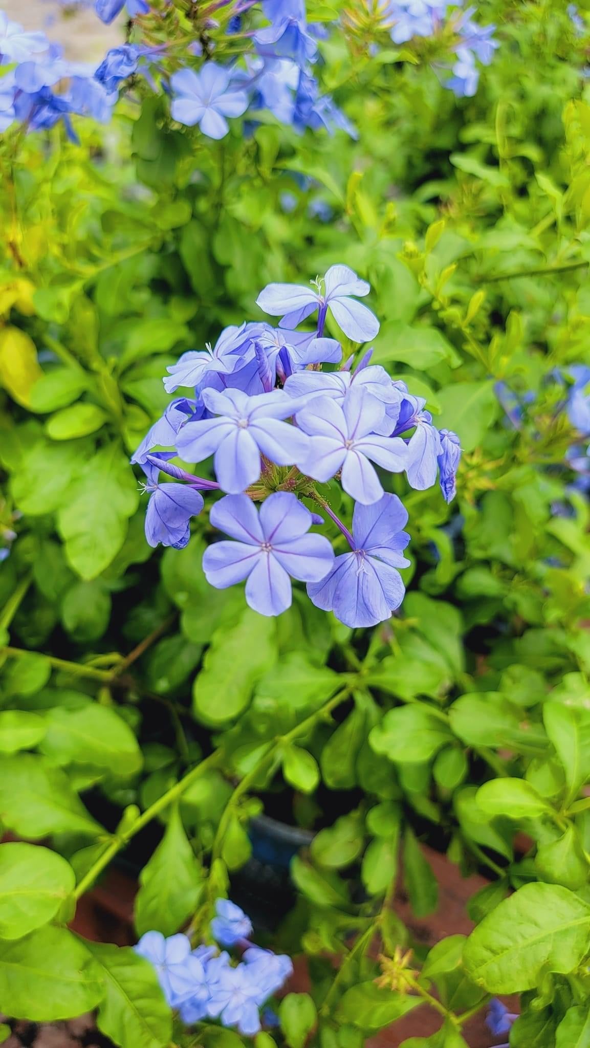 Plumbago