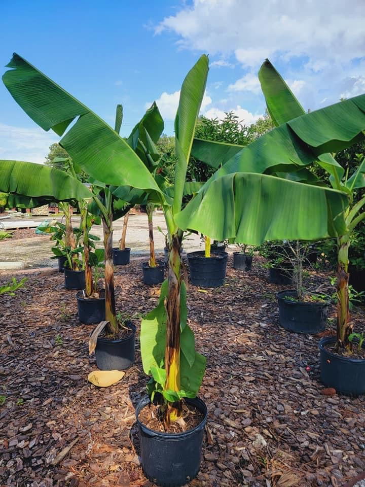 Banana Tree