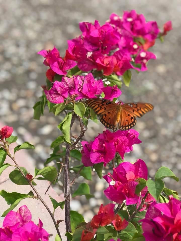 Bougainvillea