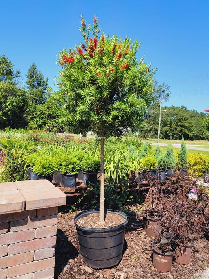 Bottlebrush Tree ‘Red Cluster’