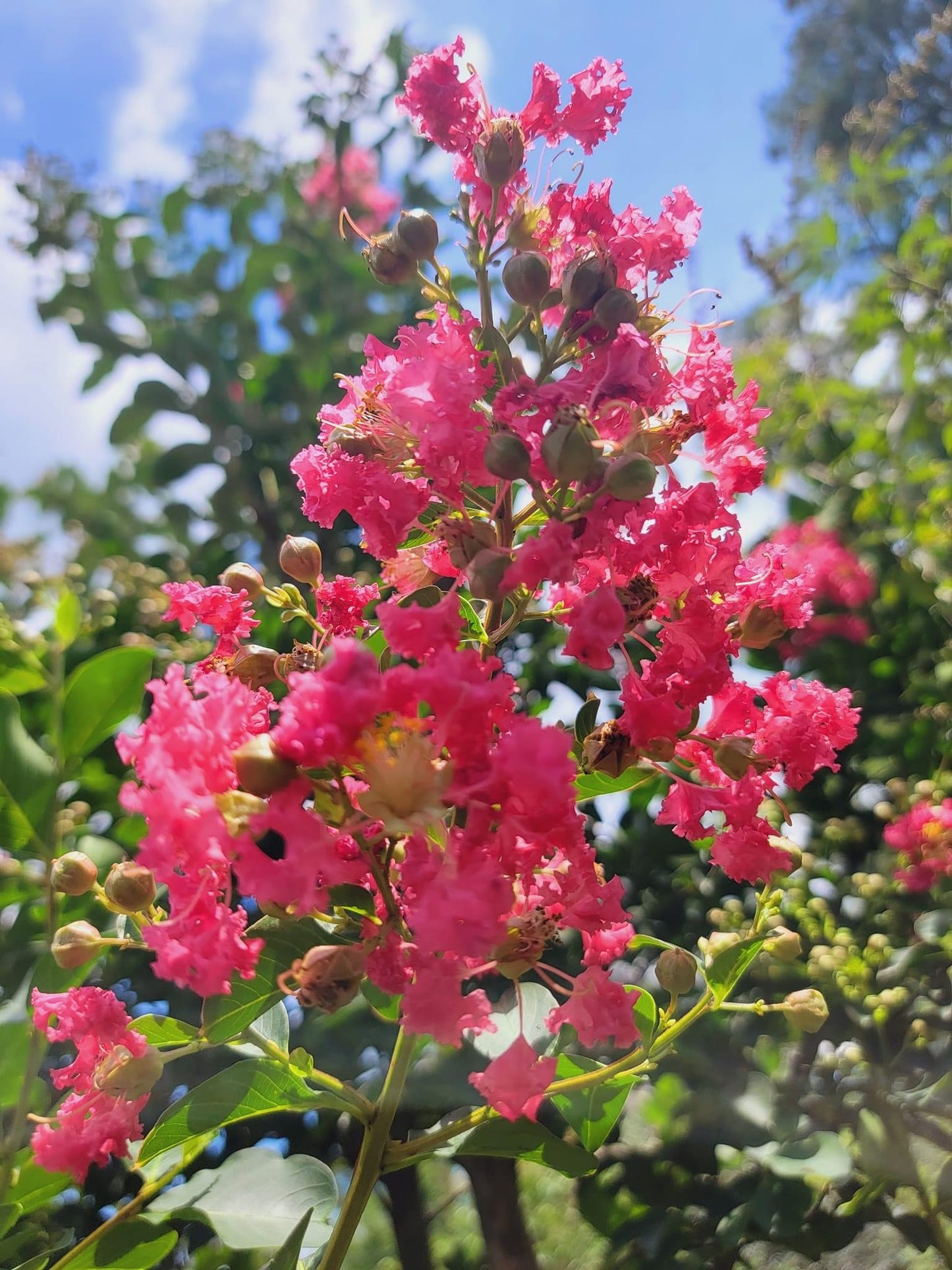 Crape Myrtle Trees