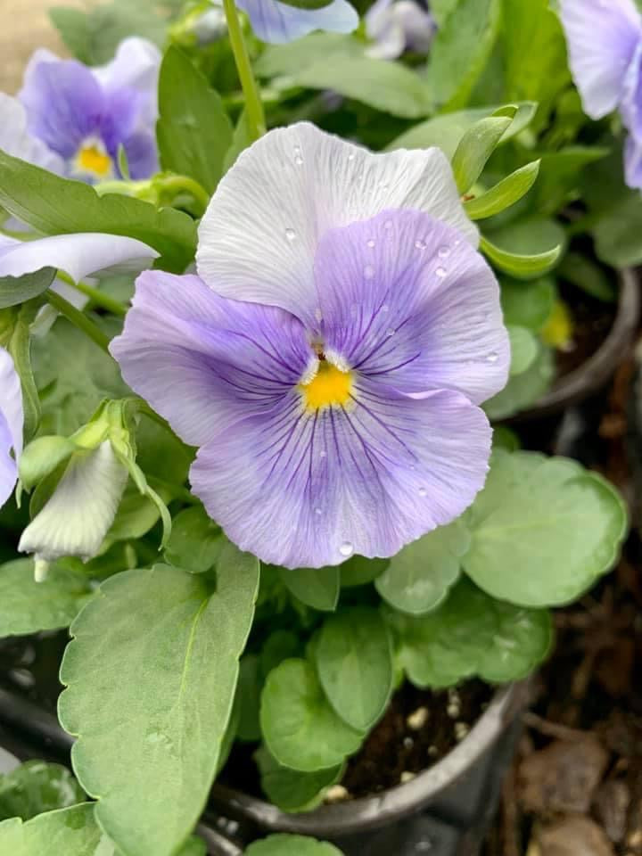 Pansies