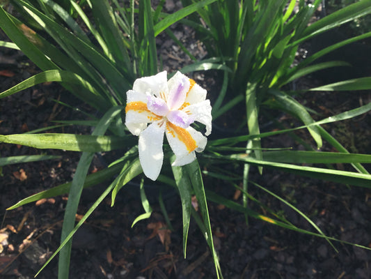 African Iris