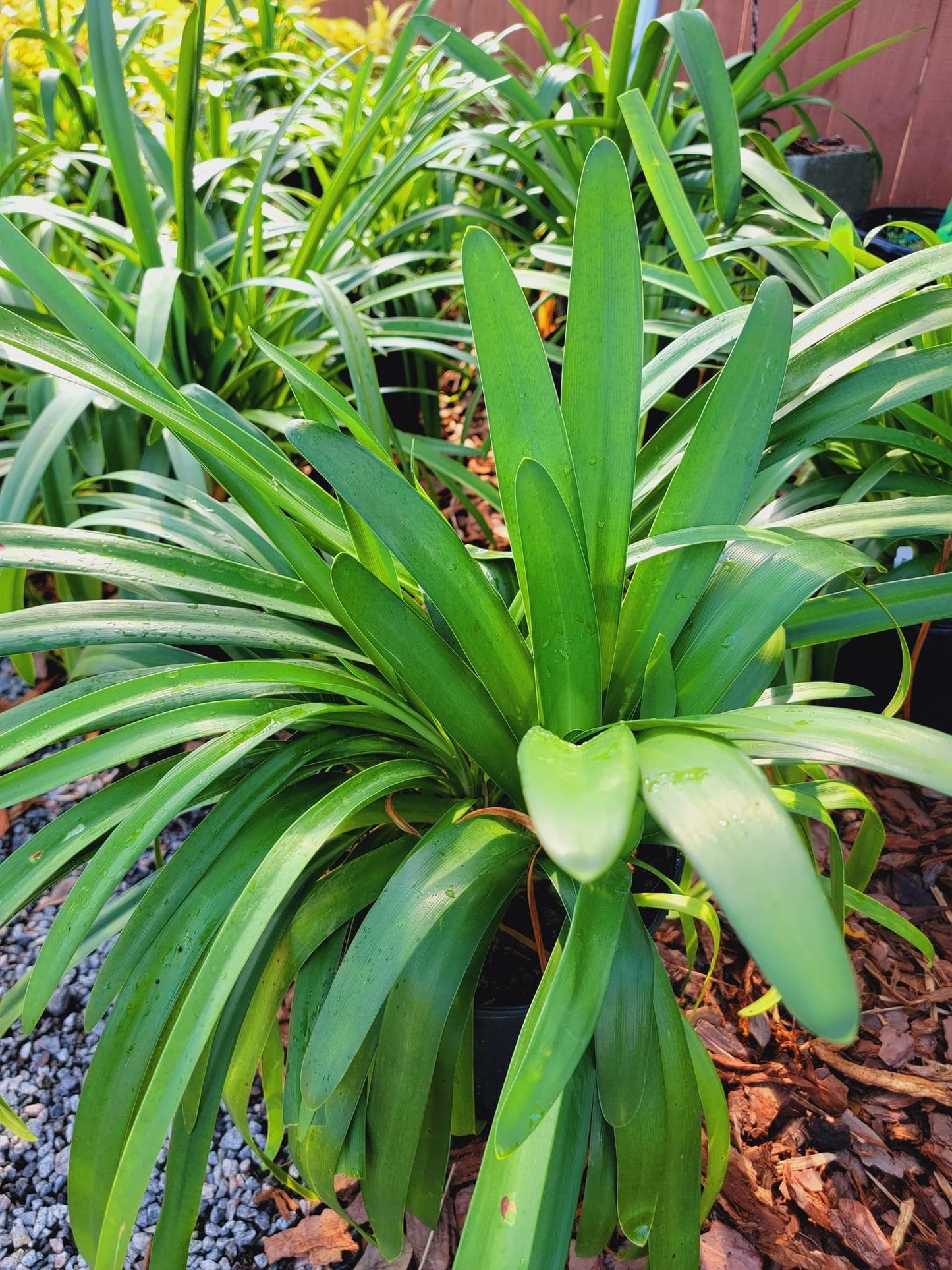 Blue Agapanthus