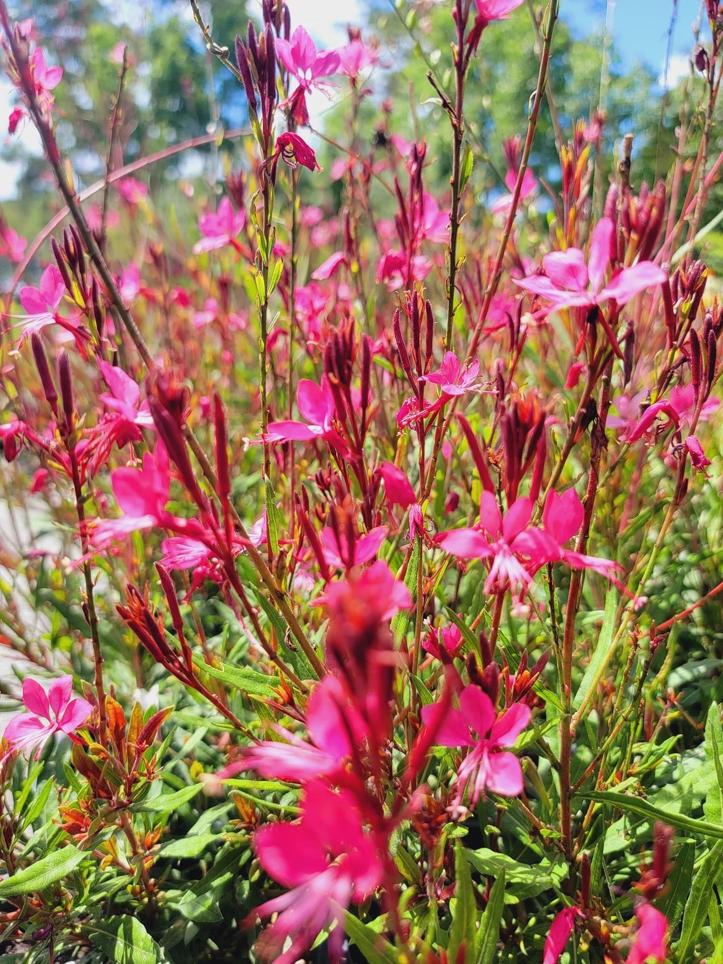 Gaura Lindheimeri