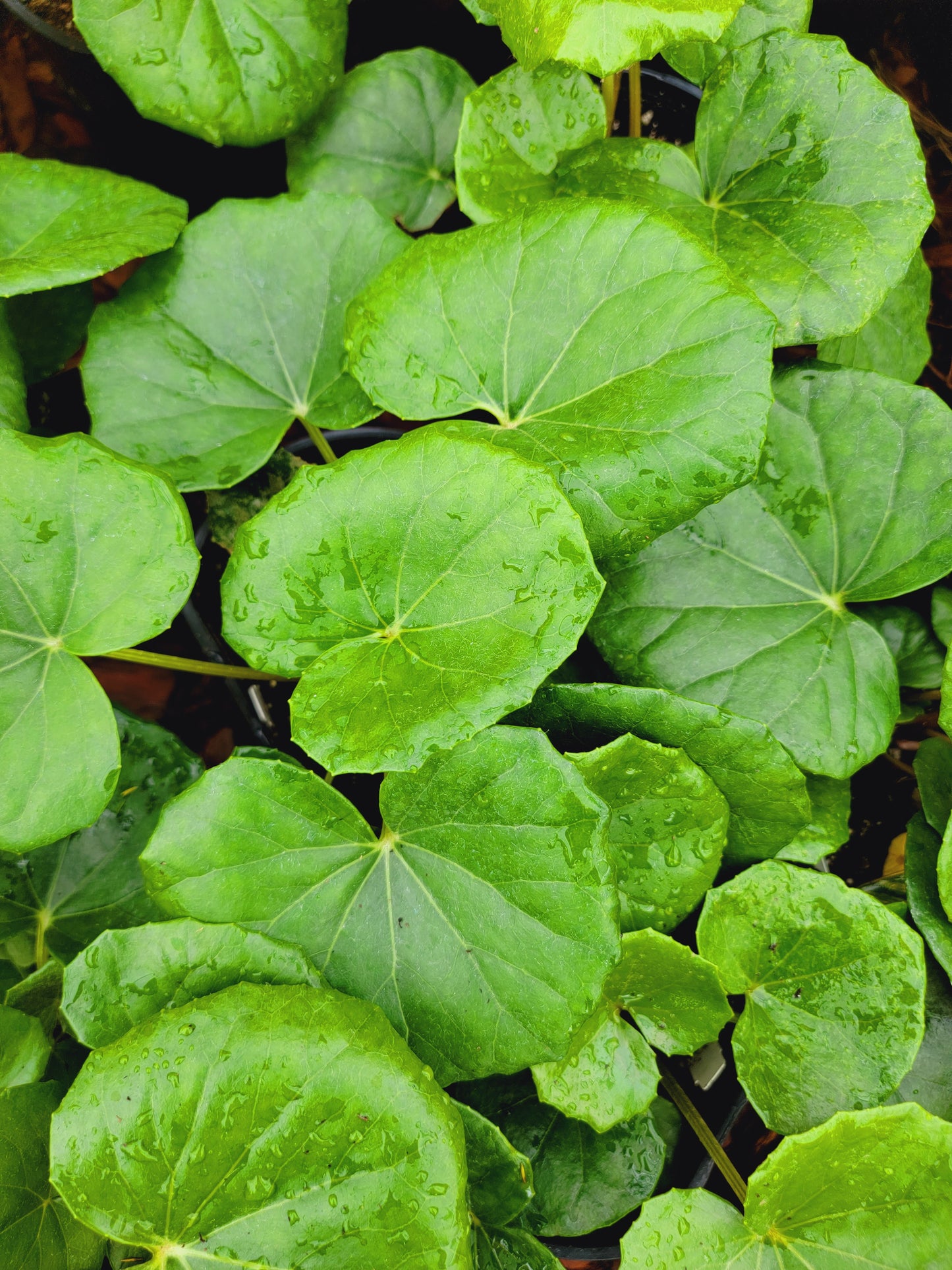 Tractor Seat Plant