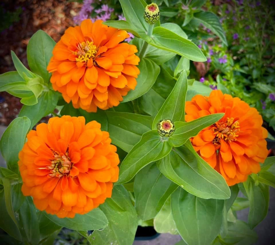 Zinnia