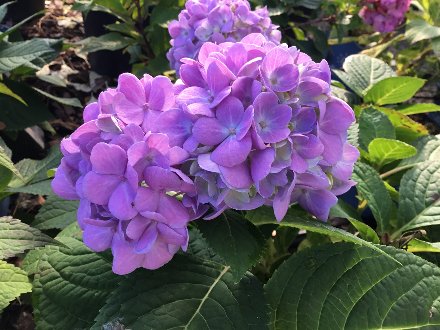 Hydrangea ‘BloomStruck’
