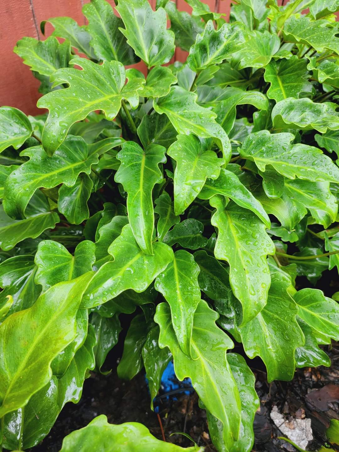 philodendron little hope vs xanadu Xanadu Philodendron