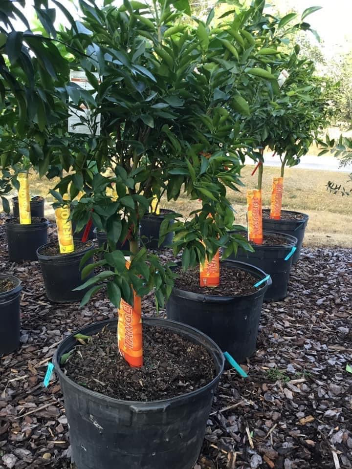 Tangerine Tree ‘Murcott’