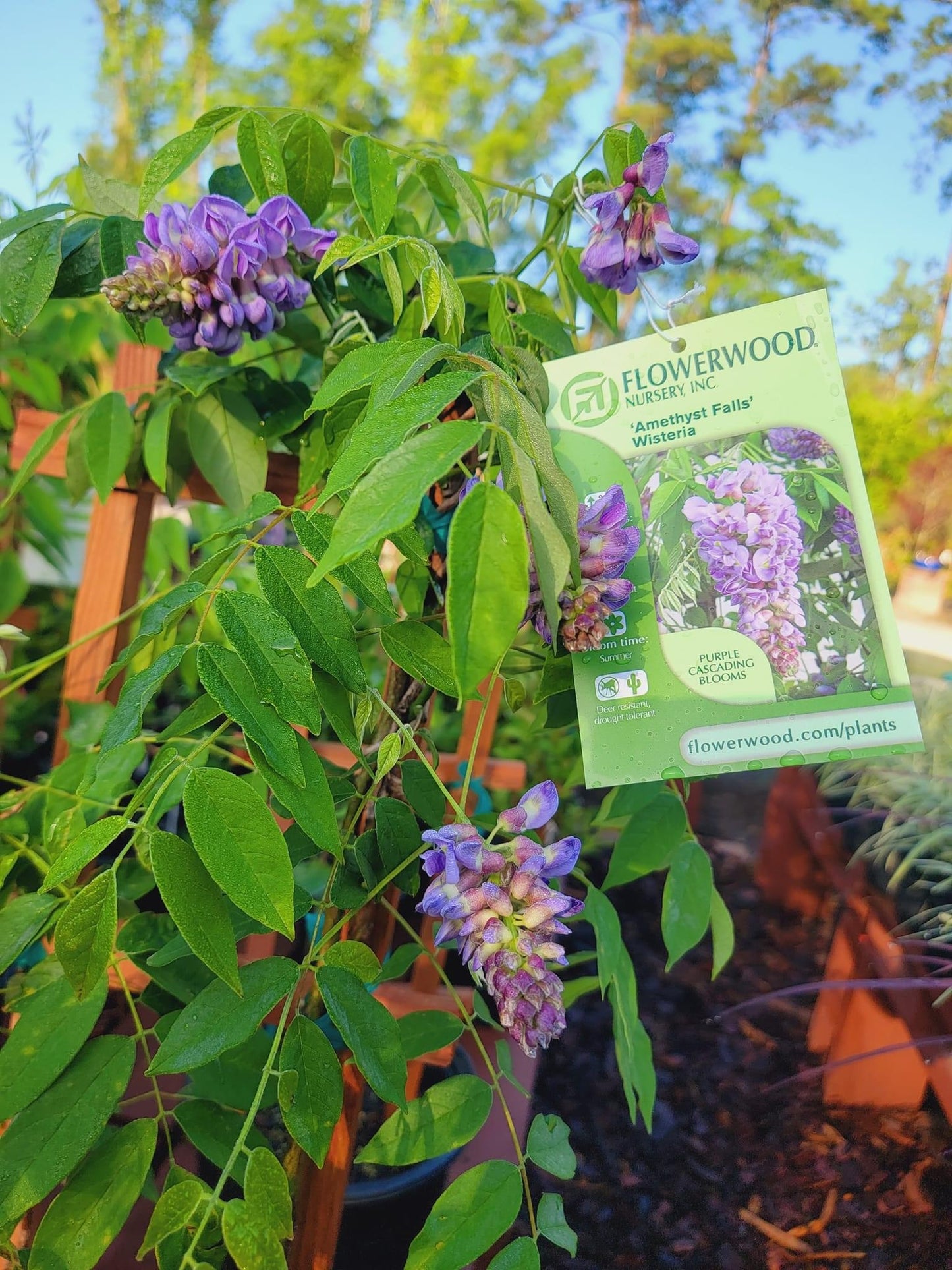 Wisteria ‘Amethyst Fall’