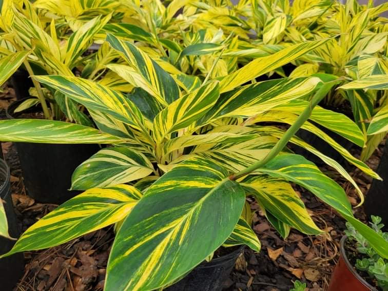 Variegated Ginger
