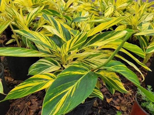 Variegated Ginger
