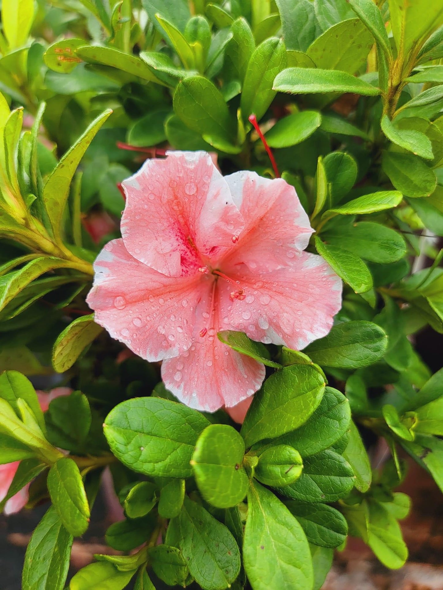Azalea encore ‘Sunburst’