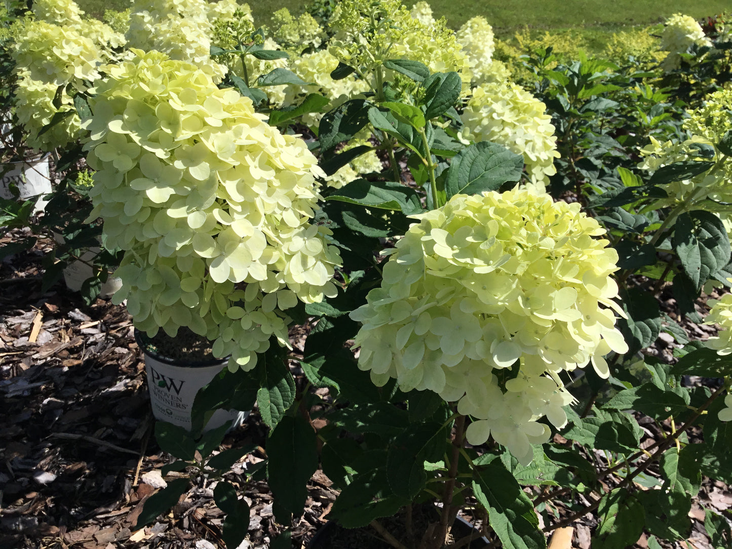 Limelight Hydrangea
