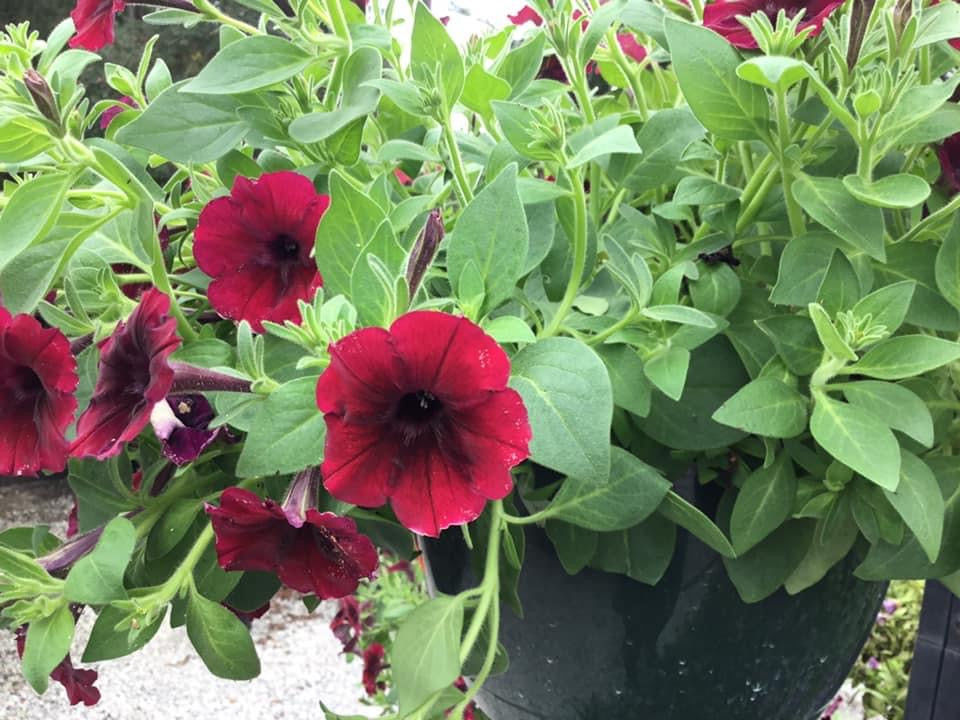 Petunias & Supertunia