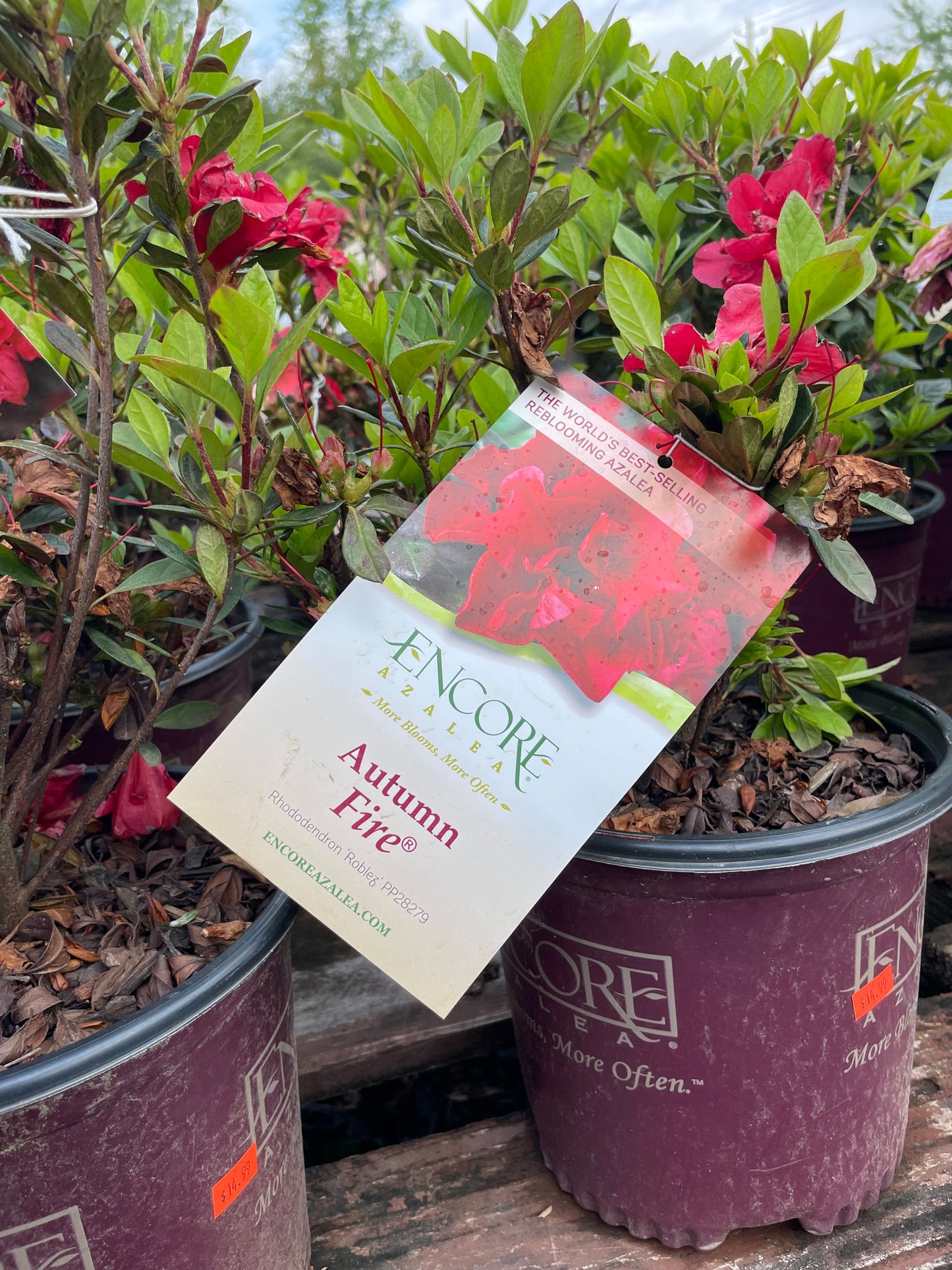 Encore Azalea ‘Fire’