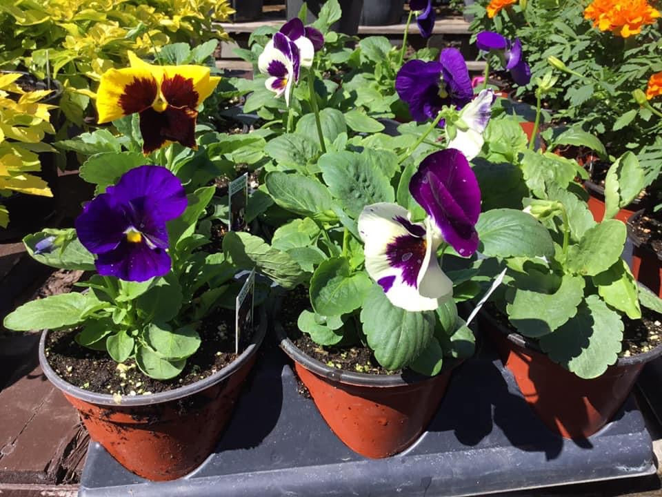 Pansies