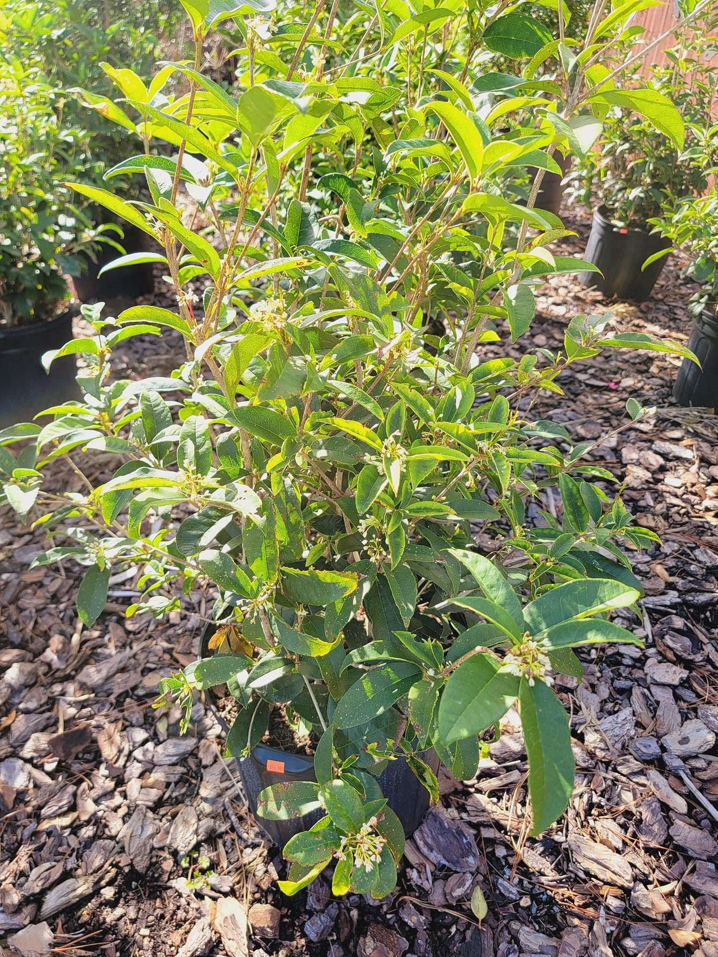 Osmanthus fragrance ‘Tea Olive’