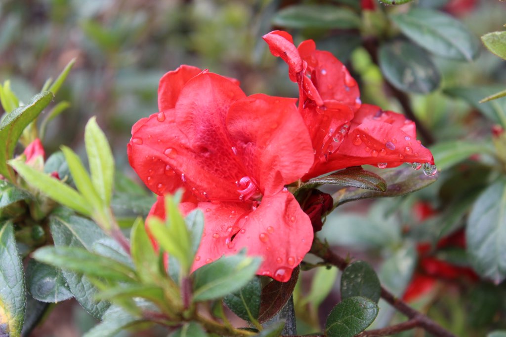 Azalea encore ‘Embers’