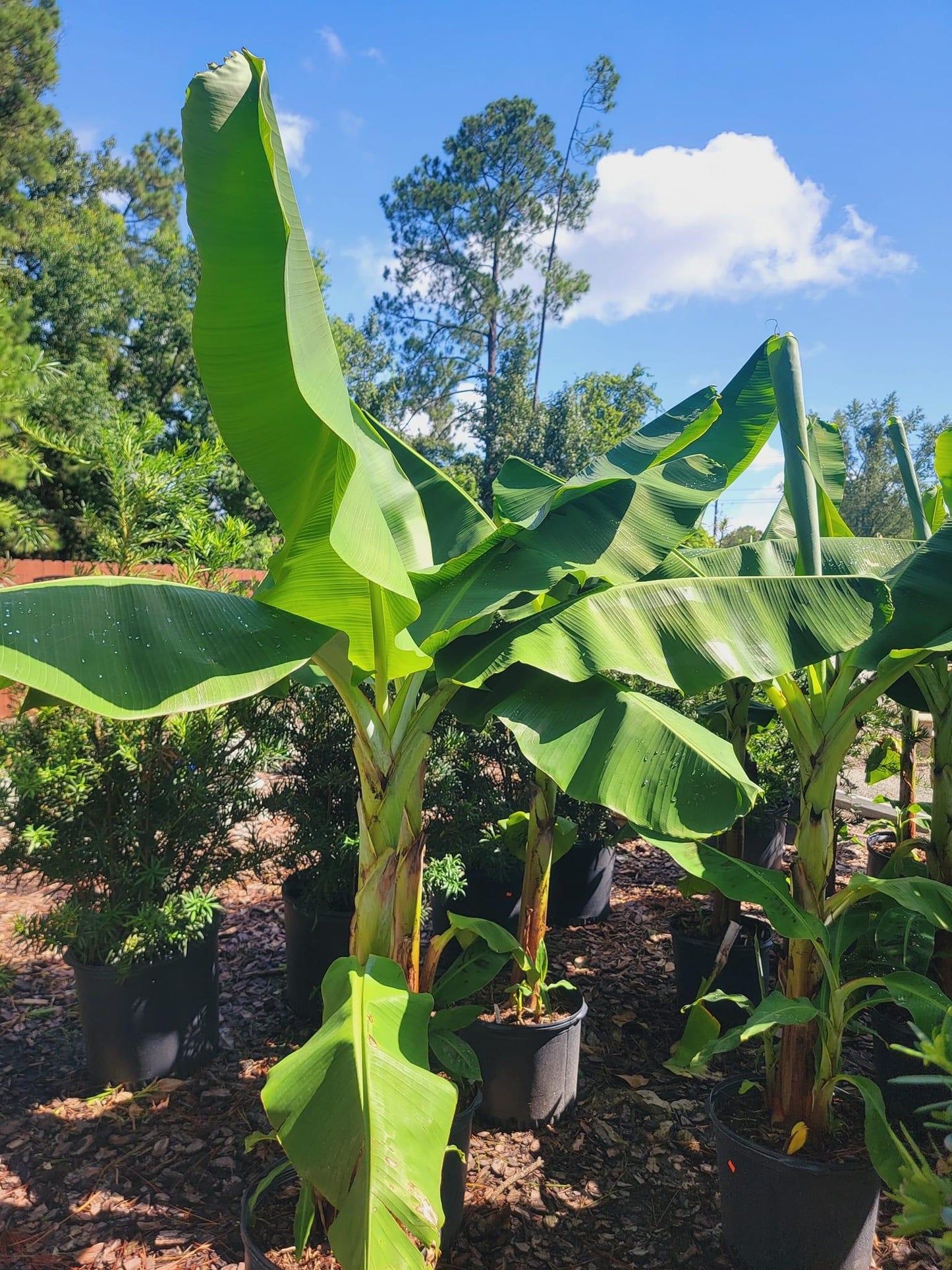 Banana Tree