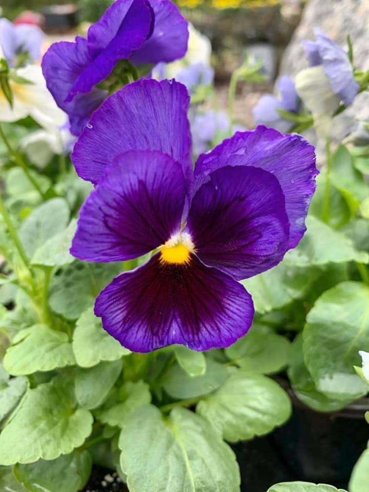 Pansies