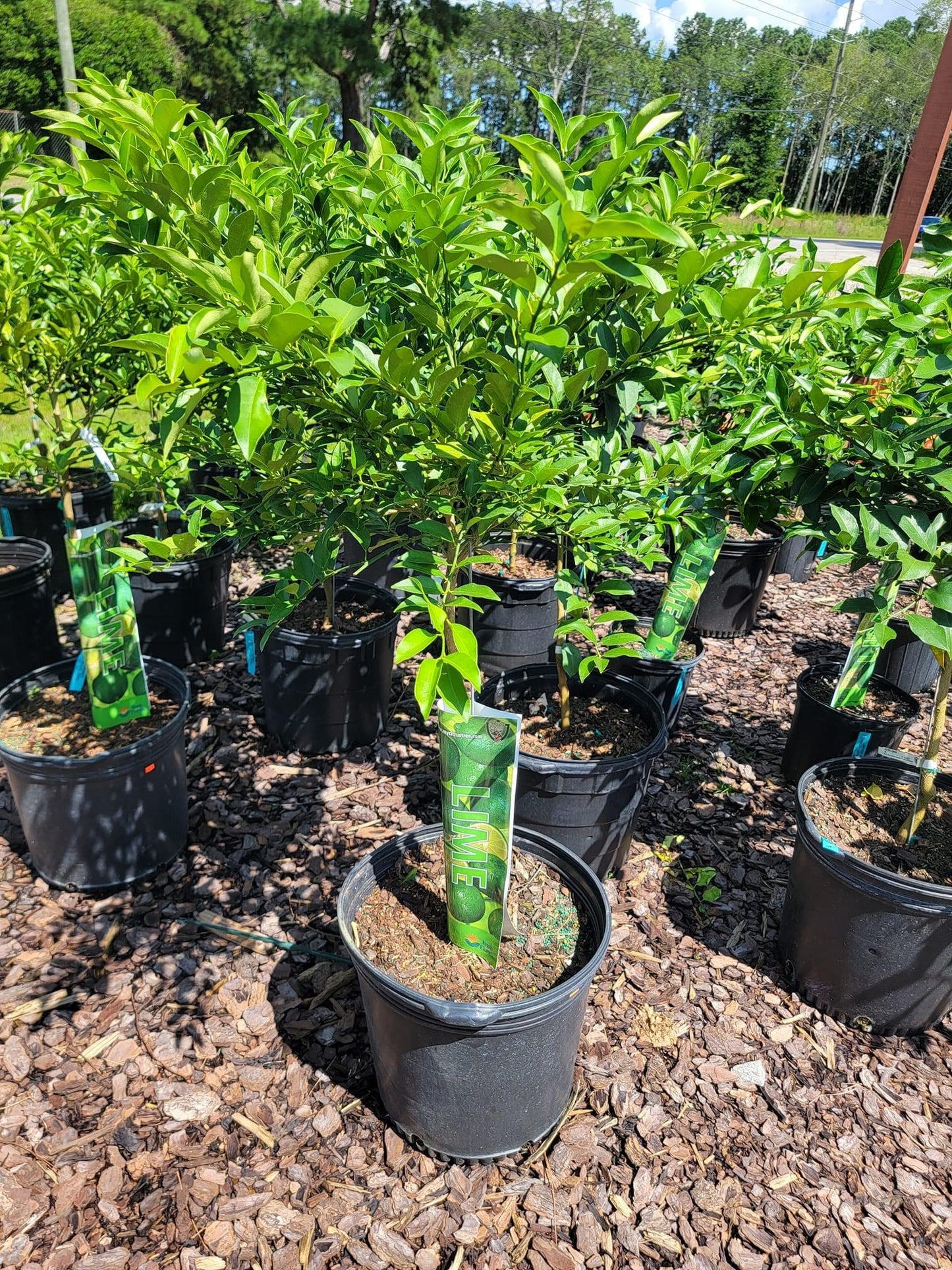 Key Lime Tree (thorny)
