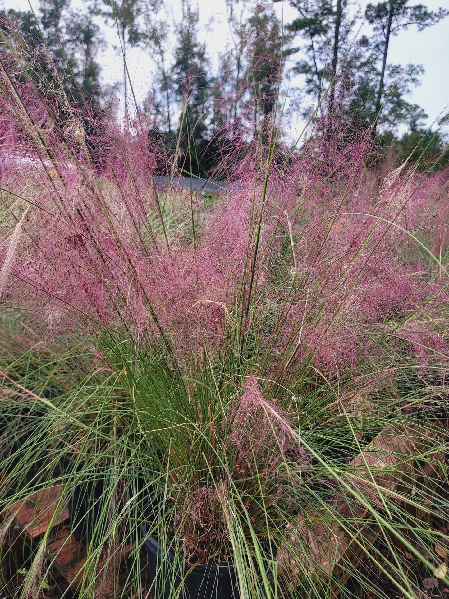 Pink muhly grass