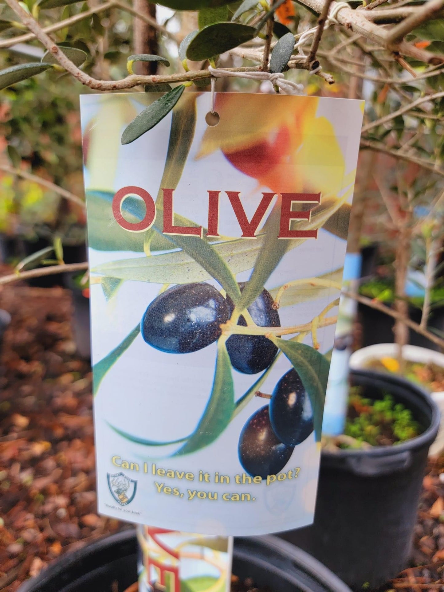 Olive Tree ‘Arbequina’