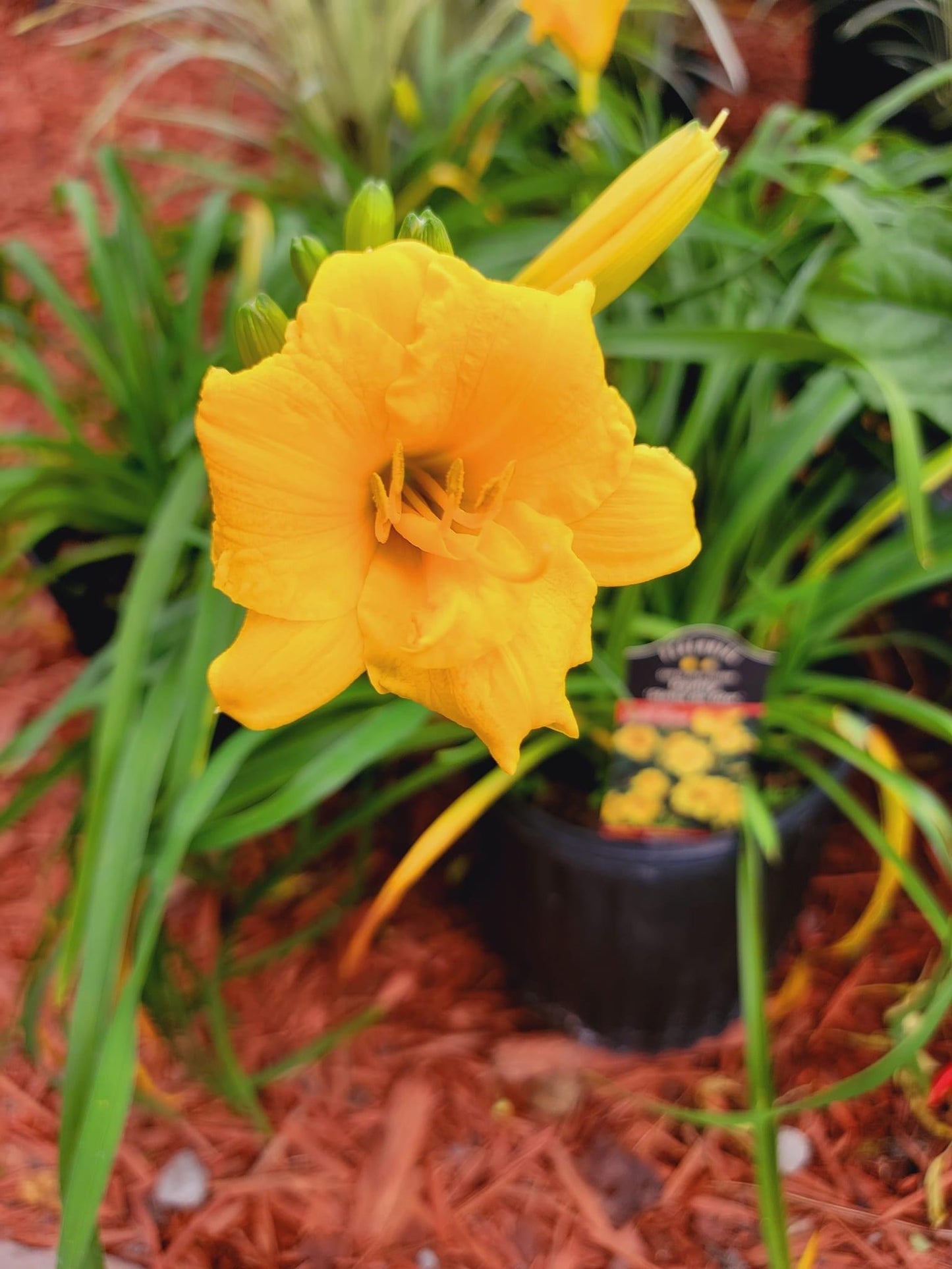 Daylily